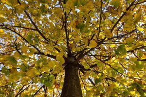 agriturismo a Vigevano